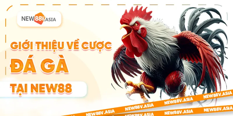 Giới Thiệu Về Đá Gà Trực Tuyến Tại New88